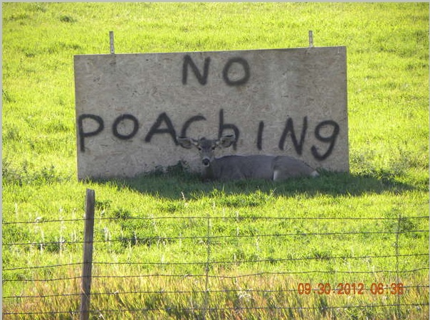 no poaching